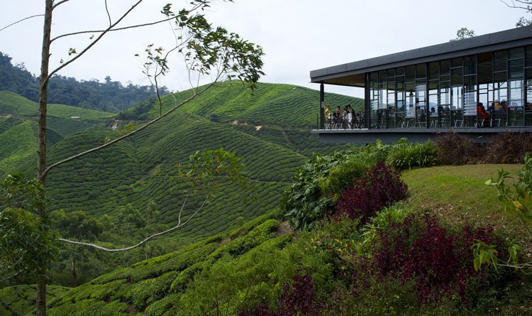 cameron highlands malaysia