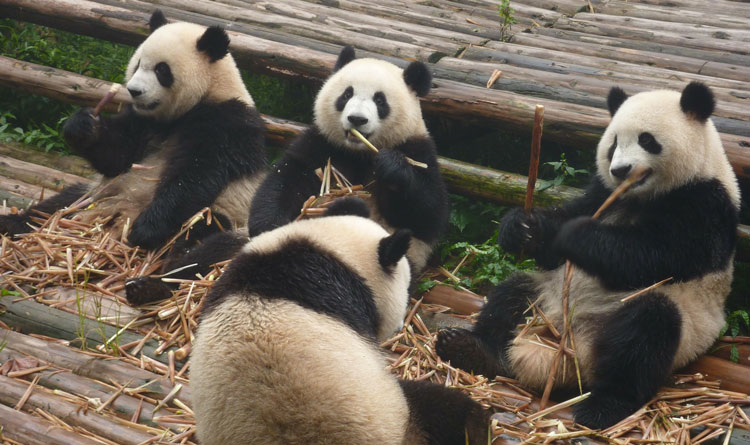 TG-Panda-Family-In-article photo