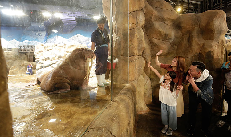 TG-Ocean-Park-HK-Meet-Walrus