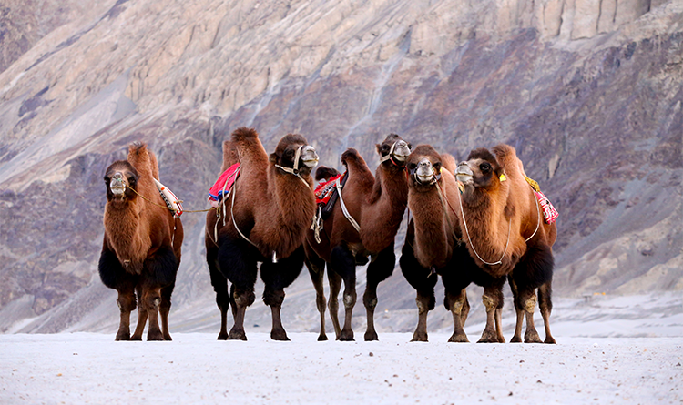 Travel-Guide_India_BactrianCamels